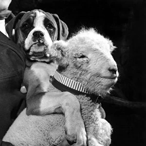 Marcel the boxer puppy and Larry the Lamb February 1960