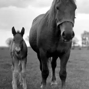 A mare and her foal on the Sandringham estate Animals Horses Circa 1938