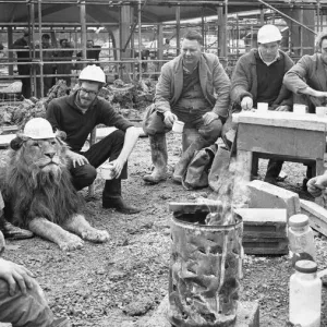 Longleat Lion Joins Tea Break 1st February 1968 Print Longleat Lion Joins Tea Break 1st February 1968 Print