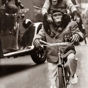 Marquis the Chimpanzee and Baron on Bicycle Print, London 1948 Marquis the Chimpanzee and Baron on Bicycle Print, London 1948