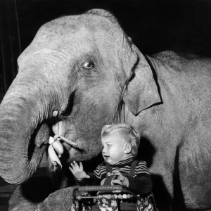 Maureen the elephant steals baby Bobbys banana, making him cry as he sits in his Maureen the elephant steals baby Bobbys banana, making him cry as he sits in his