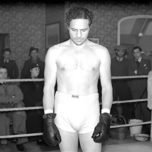 Max Bear Boxer / Boxing wearing gloves in the ring