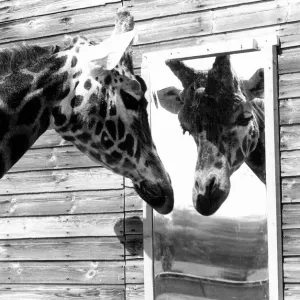 Maxi the Giraffe was lonely being on his own at Flamingo land wildlife park in Yorkshire