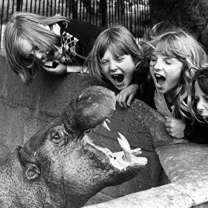 When Maxie laughs, everybody laughs. Maxie the pygmy Hippo is one of the favourites of