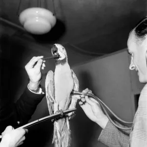 Medical Examination with Parrot Passing Vet - for Insurance Purposes. August 1952 C4235 Medical Examination with Parrot Passing Vet - for Insurance Purposes. August 1952 C4235