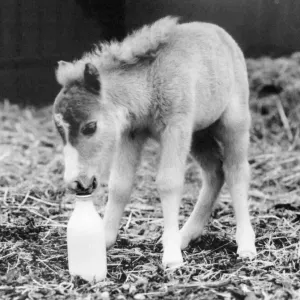 Meet Fanfare the latest addition to the Miniature Horse stud farm at Trentham Meet Fanfare the latest addition to the Miniature Horse stud farm at Trentham