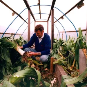 Mel Daglish in South Moor whos championship leeks have been slashed in his allotment in Mel Daglish in South Moor whos championship leeks have been slashed in his allotment in