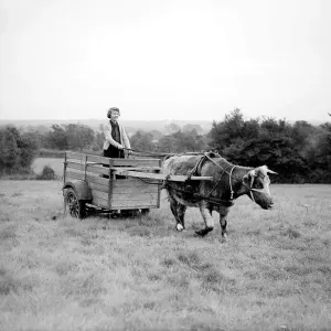A member of the Land Army driving a oxen cart Women fulfilling Mens work duties A member of the Land Army driving a oxen cart Women fulfilling Mens work duties