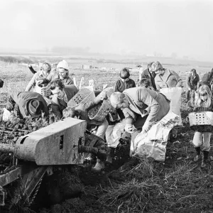Members of the public help to harvest a late season crow of potatoes, Teesside Members of the public help to harvest a late season crow of potatoes, Teesside