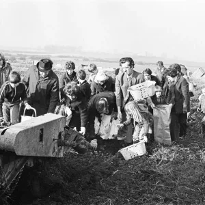 Members of the public help to harvest a late season crow of potatoes, Teesside Members of the public help to harvest a late season crow of potatoes, Teesside