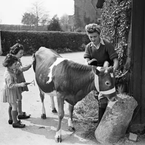 Members of the Women Land Army (WLA) giving a Jersey calf a brush down at Blackalls Farm Members of the Women Land Army (WLA) giving a Jersey calf a brush down at Blackalls Farm