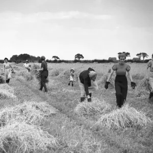 Members of the Women Land Army (WLA) harvesting in the English countryside during