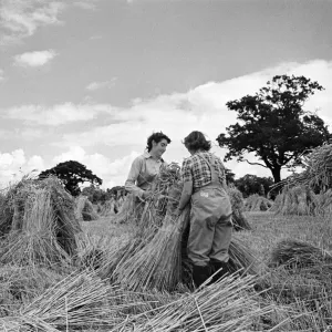 Members of the Women Land Army (WLA) at work on a farm in Hertfordshire