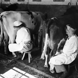 Members of the Women Land Army (WLA) at work using mechanical milkers for the cows on a