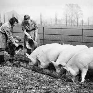 Print of Two Women Feeding Pigs on an English Farm, circa 1941