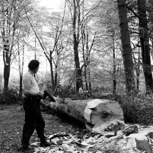 Men chopping a tree down in Ashridge Park, Hertfordshire. 18th May 1954 Men chopping a tree down in Ashridge Park, Hertfordshire. 18th May 1954