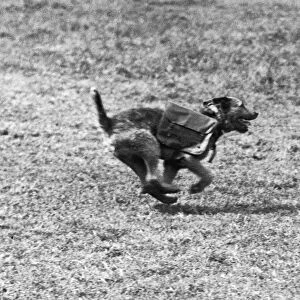 One of several messenger dogs used by the British Army in Flanders seen here on route
