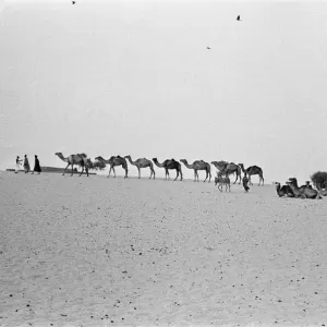 Camel Caravans on the Salt Route Print Camel Caravans on the Salt Route Print