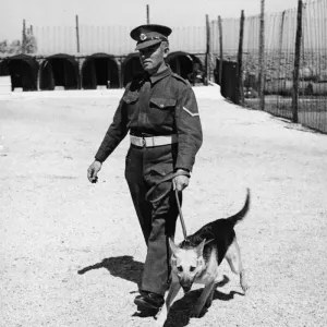 Military Policeman Lance Corporal H. Wallis of 68 King Alfred Street Military Policeman Lance Corporal H. Wallis of 68 King Alfred Street