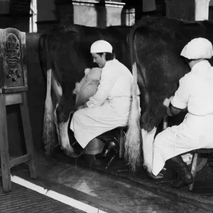Milking to Music - Wireless Soothing Effect Print 1935 Milking to Music - Wireless Soothing Effect Print 1935