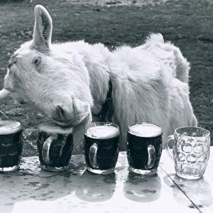 Milligan the Goat tucks into his daily dose of 5 pints of beer