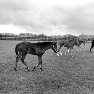 Million dollar trio trying out the fresh air of Newmarket in a paddock at Dunchurch Lodge