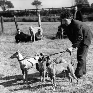 Miners lavish care on their dog pals and here is Mr. L Thompson getting his whippets into Miners lavish care on their dog pals and here is Mr. L Thompson getting his whippets into