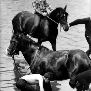 A last minute scrub down for the horses in the River Eden before going on show A last minute scrub down for the horses in the River Eden before going on show