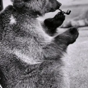 Mishka the Brown Bear likes the good things in life. He likes to put his feet up Mishka the Brown Bear likes the good things in life. He likes to put his feet up