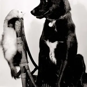 Missus the cross bred labrador dog and Misty the ferret sitting on a wicker chair
