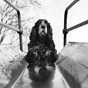 Misty the spaniel loves to go to her local park in Bury, Lancashire