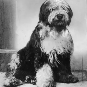 Moffat Treasure, the dog. Moffat Treasure is an old English sheep dog Moffat Treasure, the dog. Moffat Treasure is an old English sheep dog