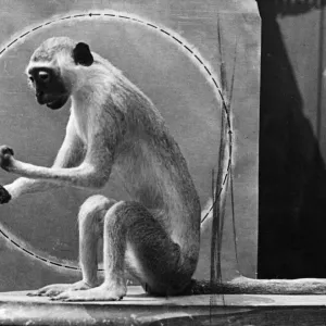 The Monkey called Minnie, mascot of fighter pilot Warrant Officer J Booth The Monkey called Minnie, mascot of fighter pilot Warrant Officer J Booth