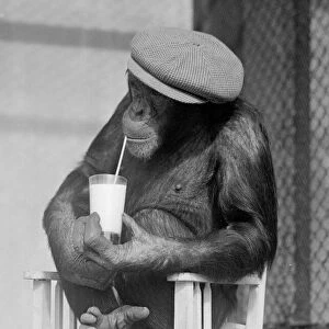 Monkeys at London Zoo. Sitting in chair Chimpanzees wearing flat cap