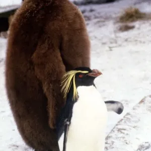 A six month old King Penguin at Whipsnade Zoo witha rockhopper penguin sharing its pen