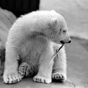 Four month old polar bear cub Janina at Bristol zoo. May 1975