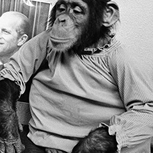Monty the Chimpanzee at Dudley Zoo November 1971