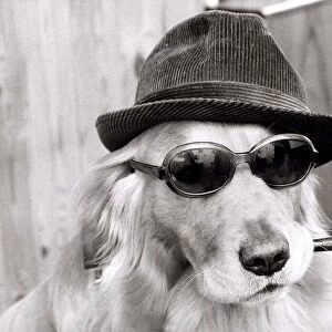 Monty the golden retriever dog wearing a hat and sunglasses while smoking a pipe