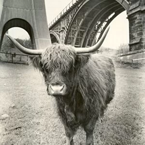 Morag the long horned Highland cow at Byker city farm in Newcastle