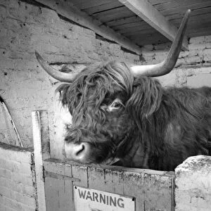 Morag the long horned Highland cow at Byker city farm in Newcastle