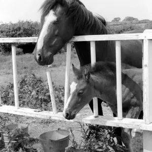 Mother horse with foal called Miracle. June 1961 C65-001