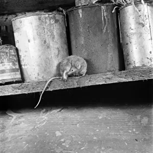 A mother mouse gets food for her babies by dipping her tail in a bottle of oil left in a