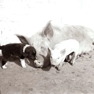 A Mother pig and piglet with baby dogs which she has adopted September 1956