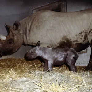 Mother rhinoceros June with her two days old baby Kes at London Zoo September 1978