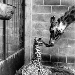 A Motherly Kiss for Rebecca: Rebecca gets a loving kiss from her mother Jezebel