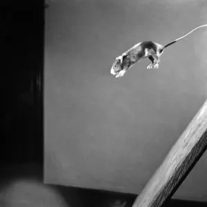 Mouse jumping Off Blackboard. April 1950 O23485-001 Mouse jumping Off Blackboard. April 1950 O23485-001