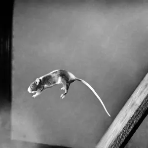 Mouse jumping Off Blackboard. April 1950 O23485