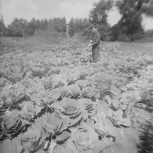 Mr Dickenson tending cabbages allotment in Barnes - taken with lens from chicken