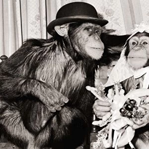 Mr and Mrs Chimp Two Chimpanzees in bride and groom clothing