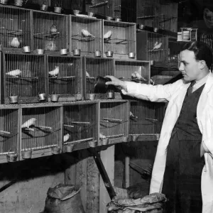 Mr Starling, very properly this owner of a bird shop in Surrey Street Mr Starling, very properly this owner of a bird shop in Surrey Street